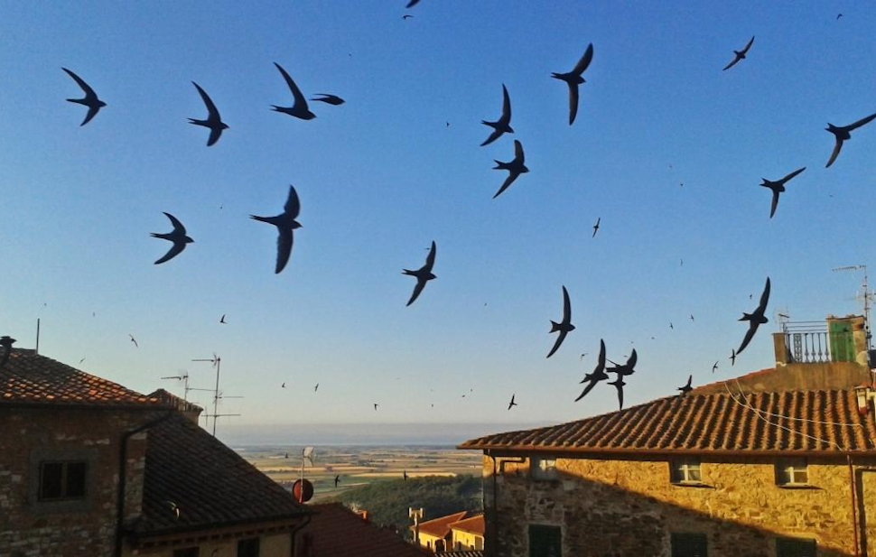 Cosenza, capitale della biodiversità urbana. E con la LIPU arriva il piano di tutela per rondini, balestrucci e rondoni 53 Biodiversità urbana rondini e rondoni