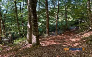 Nel cuore della Calabria il "Bosco degli Artisti", un suggestivo museo a cielo aperto che incanta e stupisce 56 Bosco degli Artisti - Gambarie 01