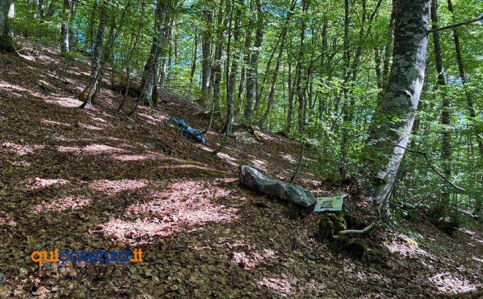 Nel cuore della Calabria il "Bosco degli Artisti", un suggestivo museo a cielo aperto che incanta e stupisce 54 Bosco degli Artisti - Gambarie 03