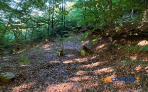 Nel cuore della Calabria il "Bosco degli Artisti", un suggestivo museo a cielo aperto che incanta e stupisce 58 Bosco degli Artisti - Gambarie 05