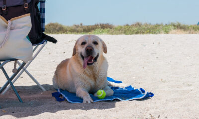 Spiaggia dog friendly Trebisacce