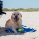 Spiaggia dog friendly Trebisacce