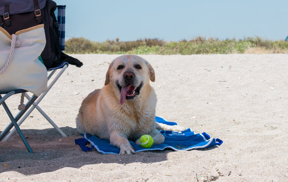 Spiaggia dog friendly Trebisacce