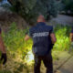 Cannabis-piantagione-carabinieri-vallata-stilaro