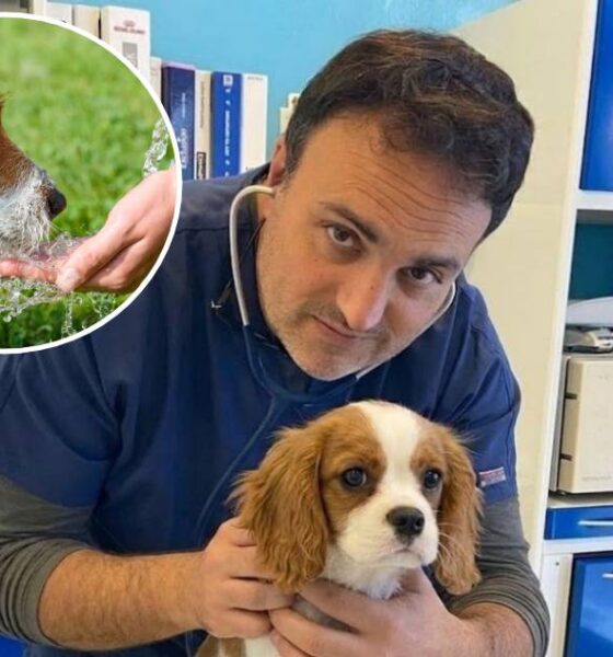 Dott Antonio Garofalo - colpo calore cane