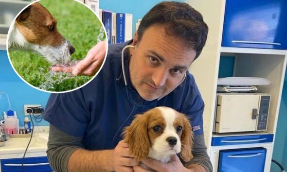 Dott Antonio Garofalo - colpo calore cane