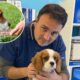 Dott Antonio Garofalo - colpo calore cane
