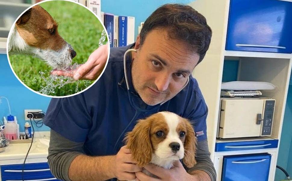 Dott Antonio Garofalo - colpo calore cane