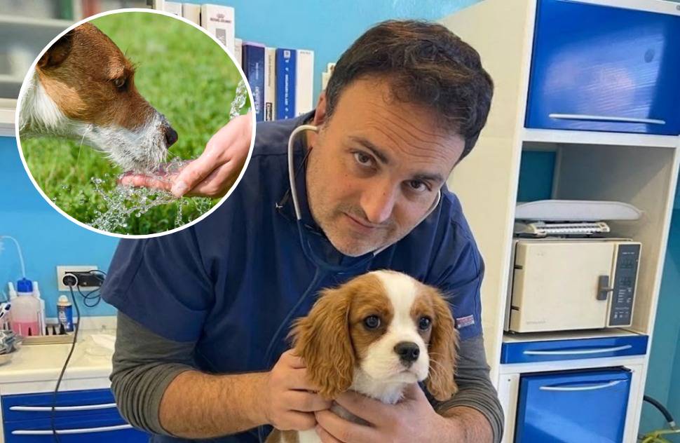 Caldo rovente, pericoloso per la vita dei cani. Il dott. Garofalo «prevenzione e azioni per evitare colpi di calore» 51 Dott Antonio Garofalo - colpo calore cane