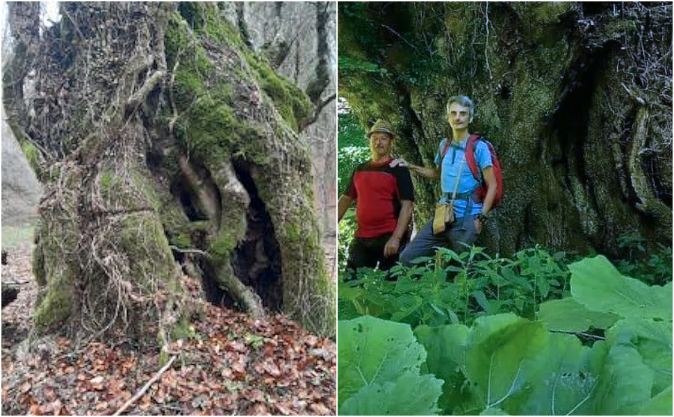 Orsomarso, un gigante verde tra gli Alberi Monumentali d’Italia: un maestoso faggio vecchio oltre 2 secoli 51 Faggio secolare Orsomarso