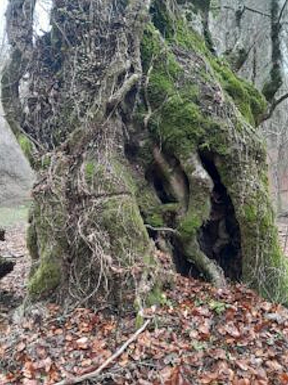 Orsomarso, un gigante verde tra gli Alberi Monumentali d’Italia: un maestoso faggio vecchio oltre 2 secoli 52 Alberi Monumentali d’Italia faggio di Orsomarso