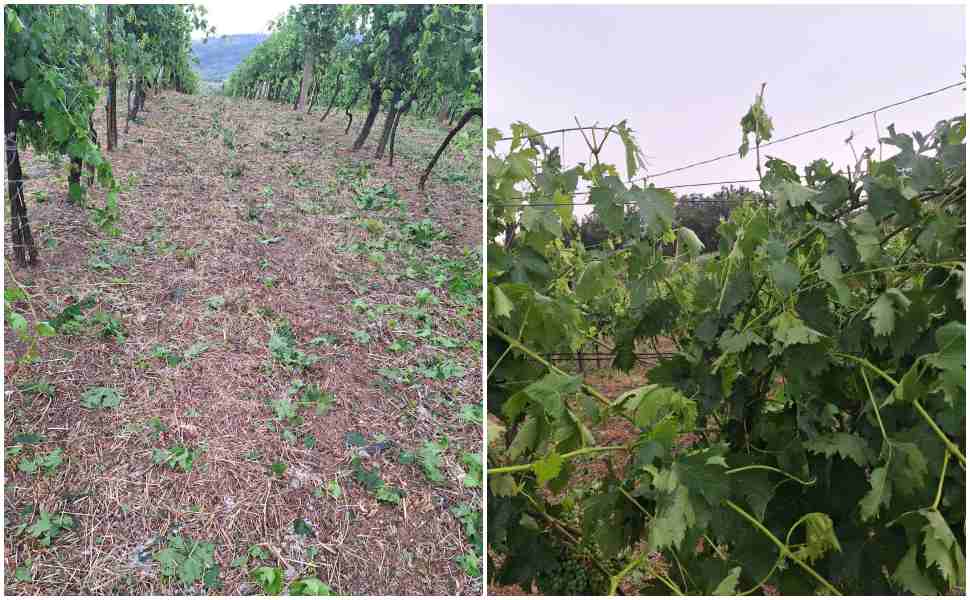 Violenta grandinata a Saracena, in ginocchio i vigneti del Moscato. Chiesto lo stato di calamità naturale 53 Grandinata Saracena stato di calamita 2