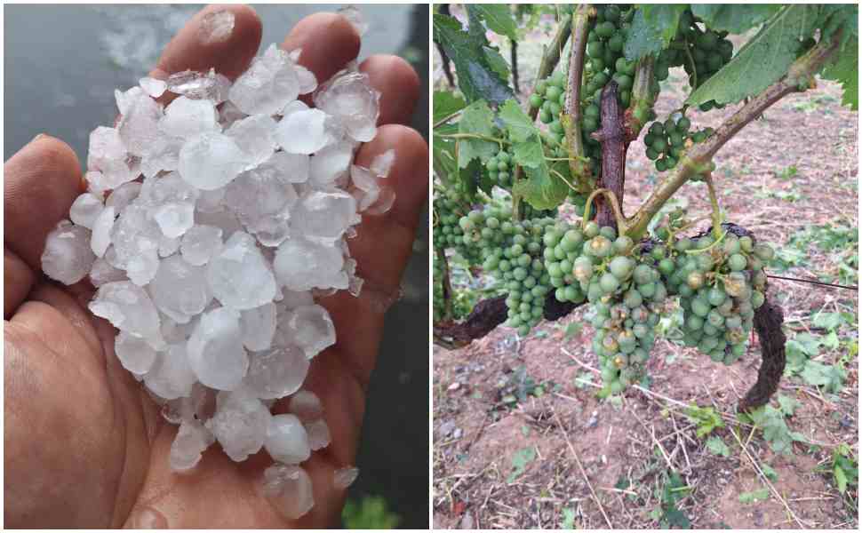 Violenta grandinata a Saracena, in ginocchio i vigneti del Moscato. Chiesto lo stato di calamità naturale 52 Grandinata Saracena stato di calamita 3