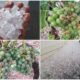 Violenta grandinata a Saracena, in ginocchio i vigneti del Moscato. Chiesto lo stato di calamità naturale 52 Saracena_grandinata_stato di calamità naturale