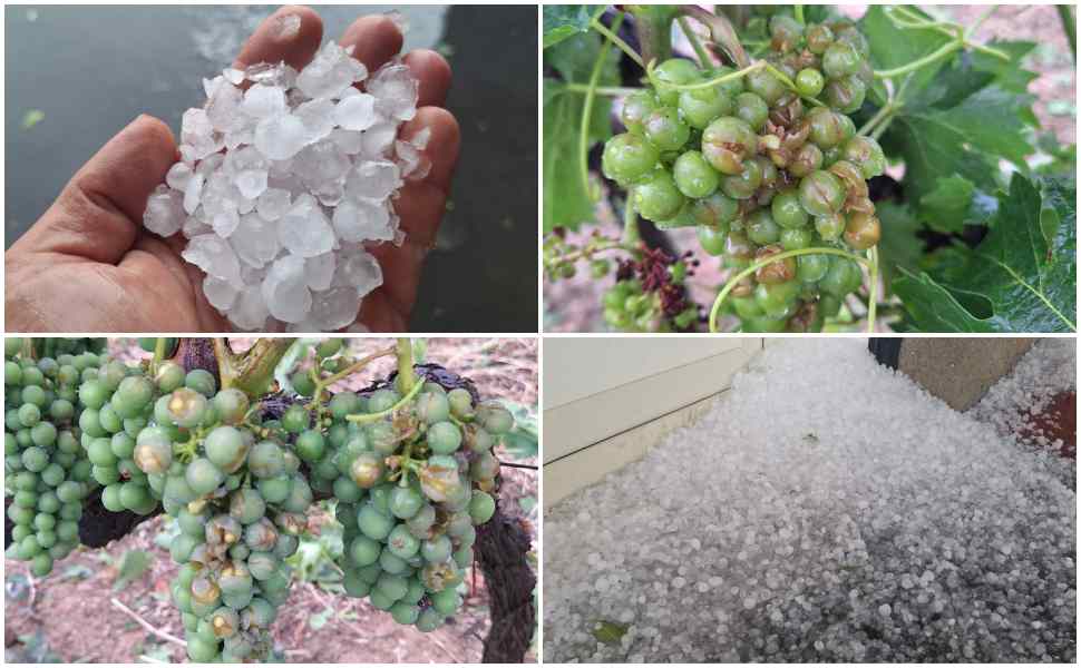 Violenta grandinata a Saracena, in ginocchio i vigneti del Moscato. Chiesto lo stato di calamità naturale 113 Saracena_grandinata_stato di calamità naturale