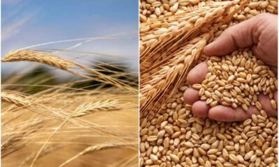 Grano duro