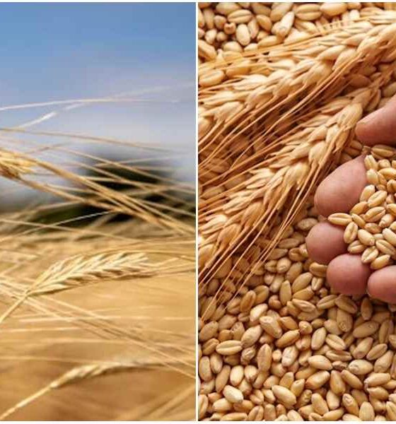 Grano duro in ginocchio tra prezzi a picco e concorrenza sleale. L'appello di Coldiretti: «40 milioni e controlli» 56 Grano duro