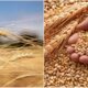 Grano duro