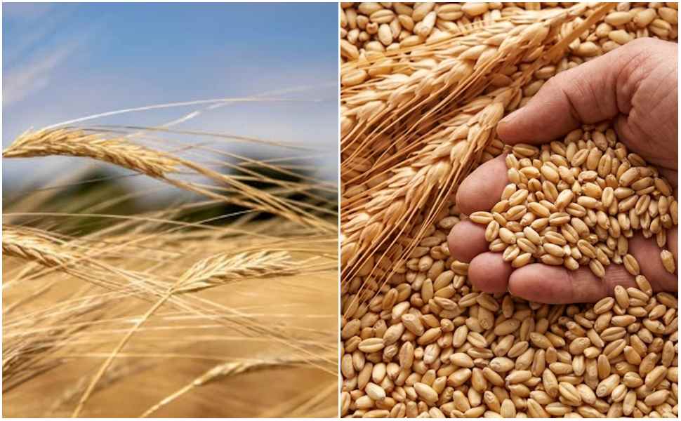 Grano duro in ginocchio tra prezzi a picco e concorrenza sleale. L'appello di Coldiretti: «40 milioni e controlli» 213 Grano duro