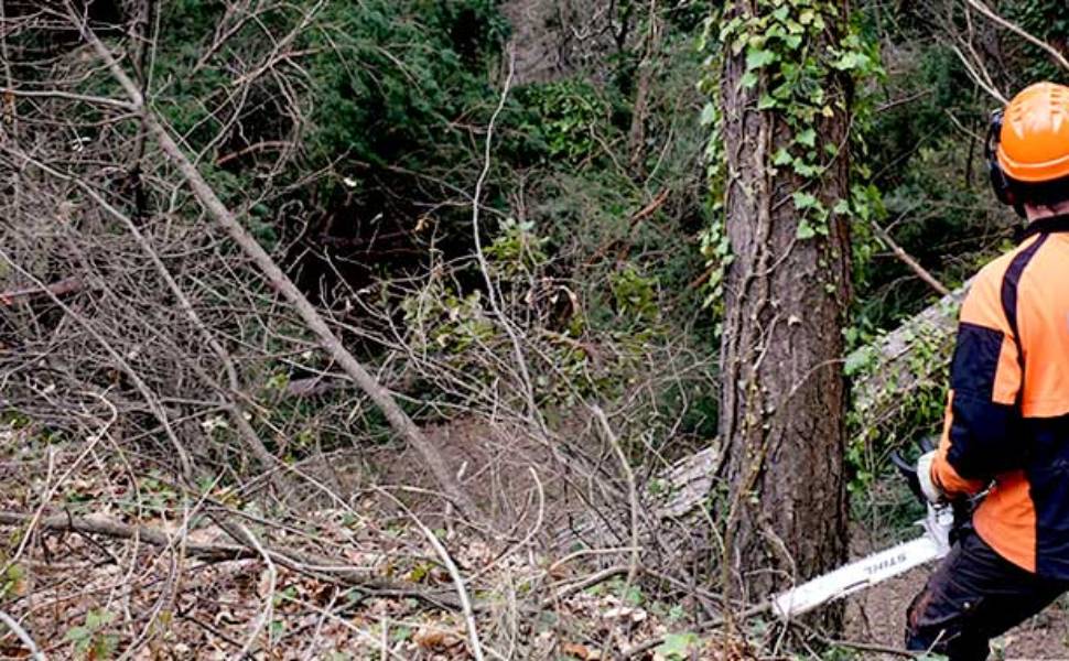 Forestali e precariato, interrogazione di Filomena Greco «stabilizzare 335 lavoratori dei boschi» 53 Lavoratori forestali