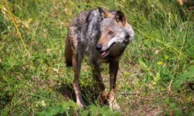 Le Sentinelle di Wolfnet_lupi