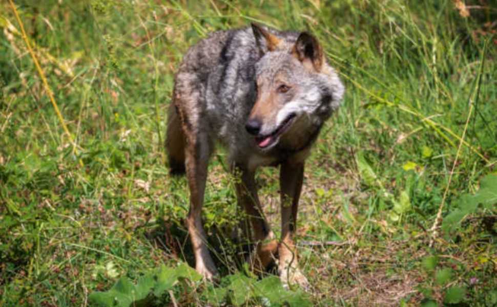 "Le Sentinelle di Wolfnet": a Bisignano arrivano 14 cuccioli di Maremmano per proteggere le greggi e salvare i lupi 100 Le Sentinelle di Wolfnet_lupi