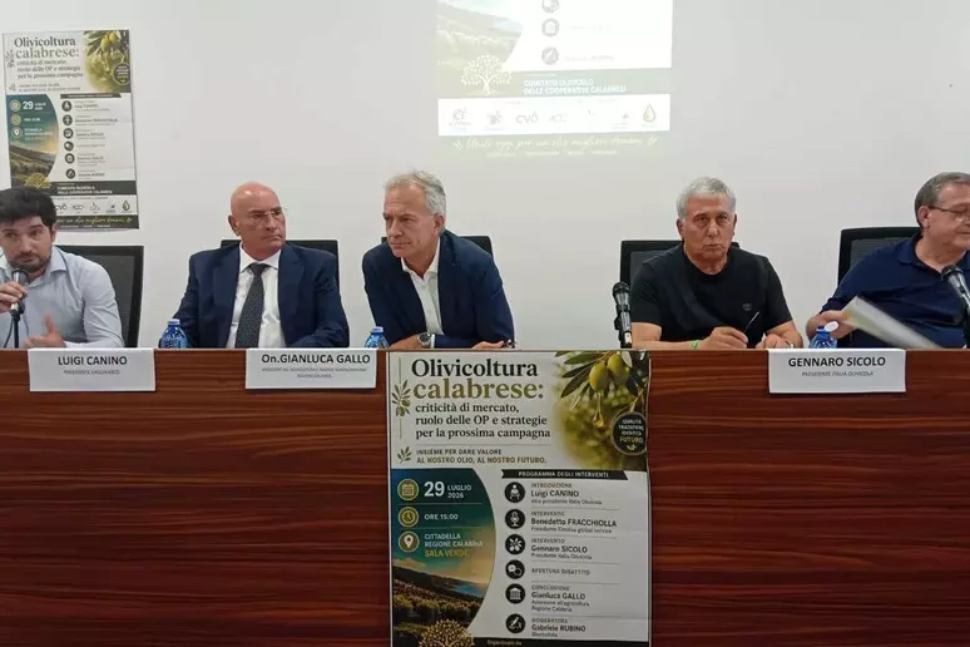 Olio calabrese in ginocchio, l'assessore Gallo rassicura i produttori: «Chiederemo lo stato di crisi» 53 Olio Gallo 2