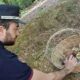 Sorprese a raccogliere funghi senza autorizzazione: sanzionate 34 persone 51 funghi_autorizzazione