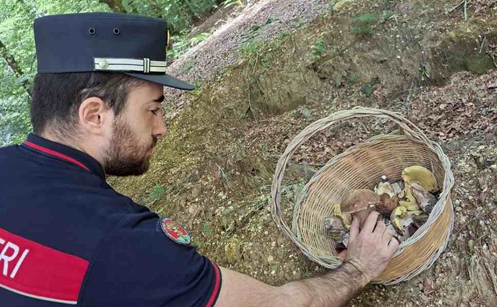 funghi_autorizzazione