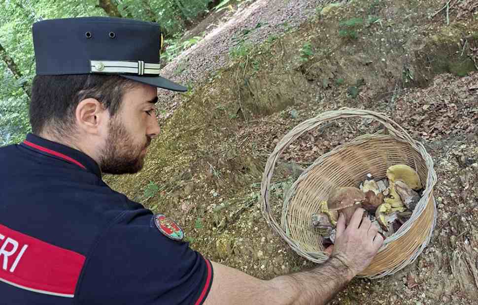 funghi_autorizzazione