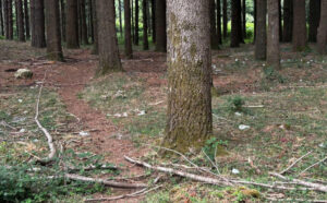 La vergogna dell'estate: lo sfregio di rifiuti e discariche a cielo aperto, dalla 107 alla Crocetta 58 Rifiuti discariche vecchia strada Crocetta