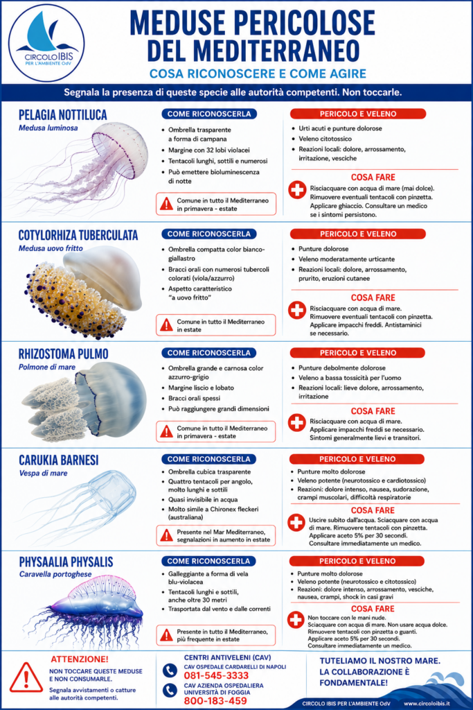 Scheda-Meduse-pericolose-mediterraneo