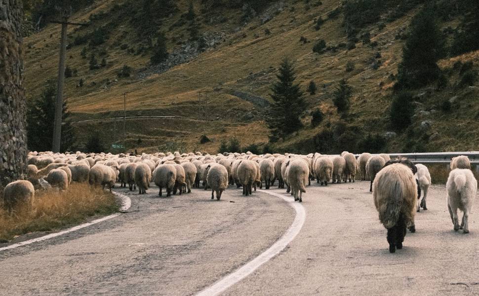 La Calabria rilancia la transumanza come motore di sviluppo sostenibile: 16mila bovini e 450 aziende 52 Transumanza 02
