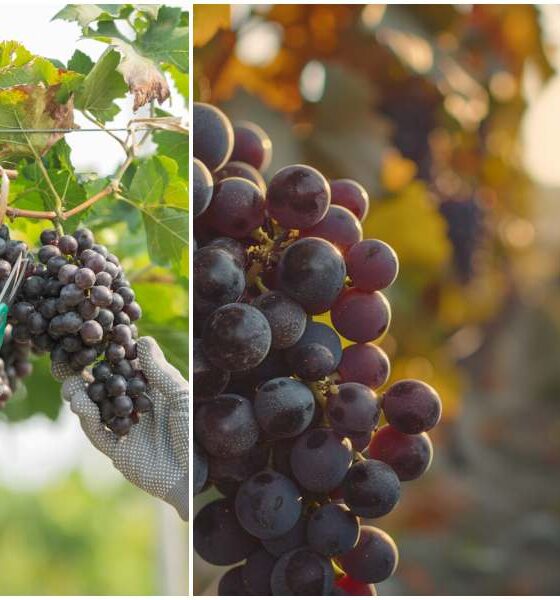 Vendemmia_calabria