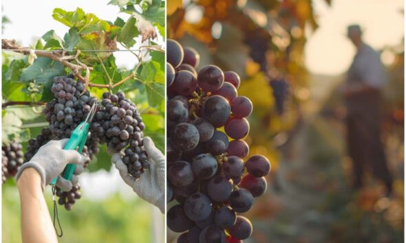 Vendemmia_calabria_vino