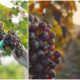 Vendemmia_calabria