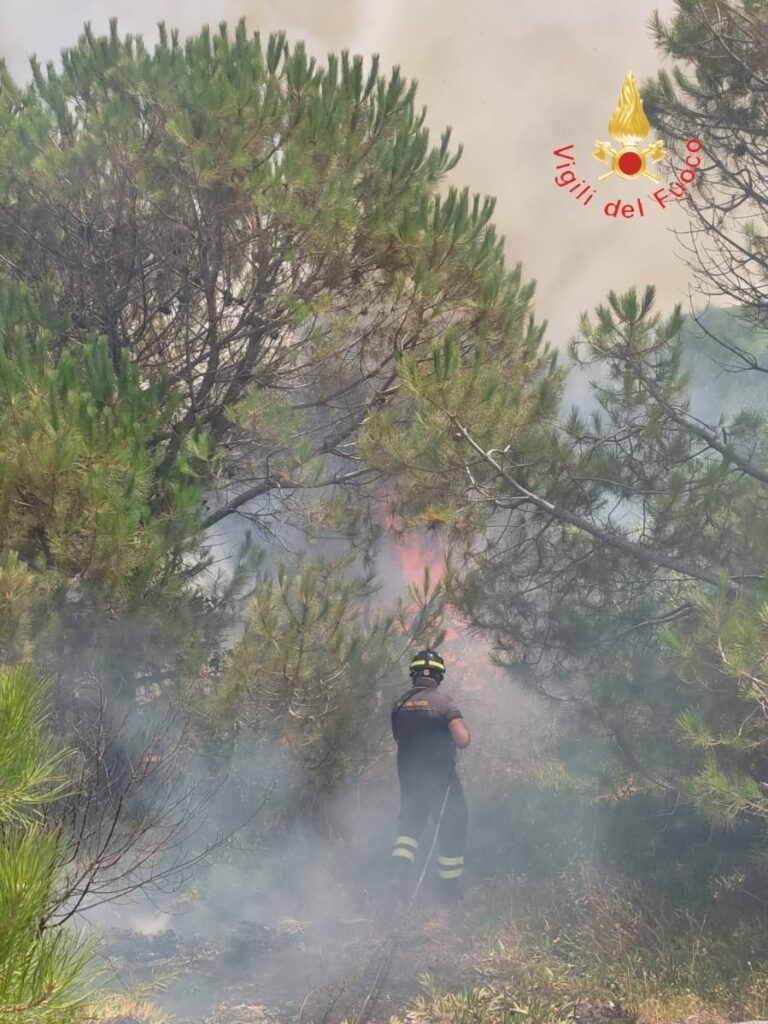 Inferno di fuoco, le fiamme devastano ettari di pineta: maxi intervento dei vigili del fuoco 53 WhatsApp Image 2026 07 19 at 14.34.59