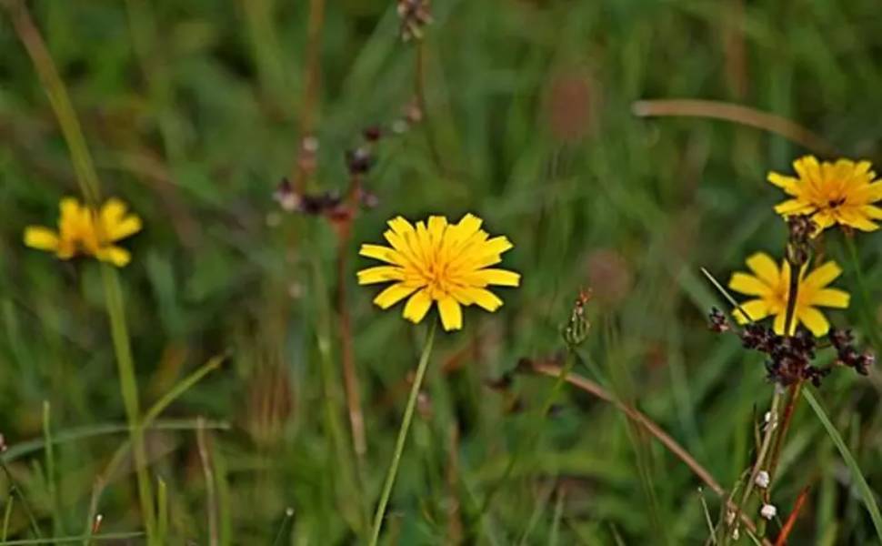 La biodiversità sorprende ancora: 453 nuove piante scoperte, in Calabria il "Lino di Katia" sul Pollino 52 biodiversità piante italia
