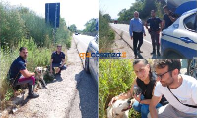 cagnolina 107 cerenzia 01
