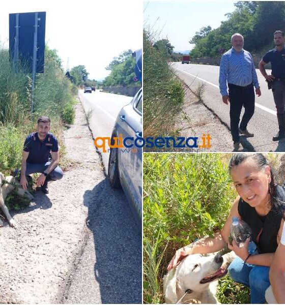 cagnolina 107 cerenzia 01
