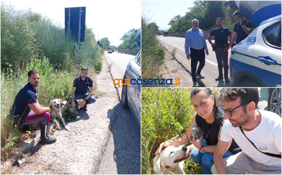 cagnolina 107 cerenzia 01