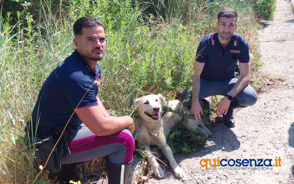 Cagnolina soccorsa sulla Statale 107: l'intervento "umano" della Polizia Stradale e di tanti volontari 52 cagnolina 107 cerenzia 01