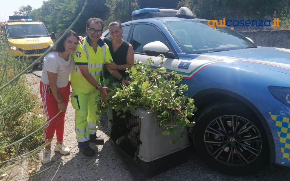 Cagnolina soccorsa sulla Statale 107: l'intervento "umano" della Polizia Stradale e di tanti volontari 54 cagnolina 107 cerenzia 01
