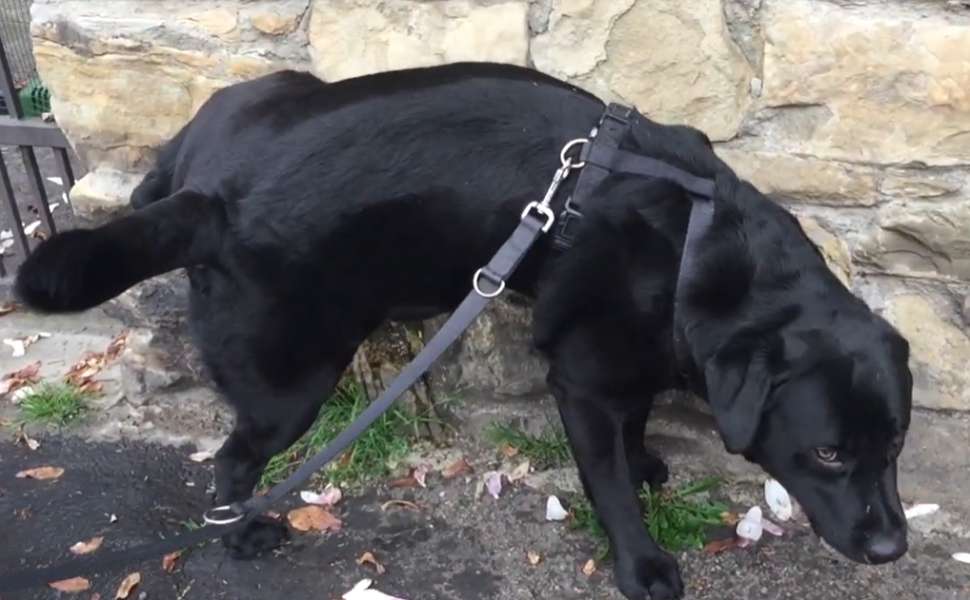 cani deiezioni liquide