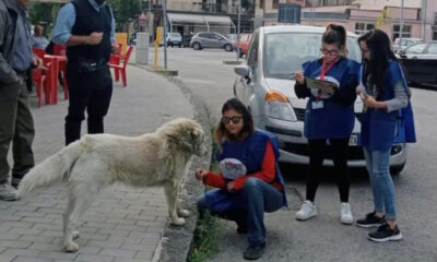 cani-randagi-castrovillari-randagismo-indagine