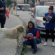 Quanti sono i cani randagi a Castrovillari? Scatta il monitoraggio sul territorio 52 cani-randagi-castrovillari-randagismo-indagine