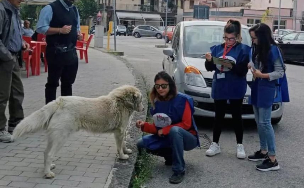 Quanti sono i cani randagi a Castrovillari? Scatta il monitoraggio sul territorio 90 cani-randagi-castrovillari-randagismo-indagine