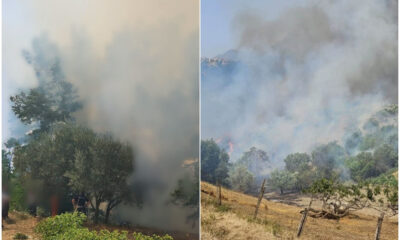 La Calabria continua a bruciare, a Cosenza preoccupa Cozzo del Monaco: disposto lo sgombero 60 incendi-cosenza-calabria-fiamme-fuoco-boschi