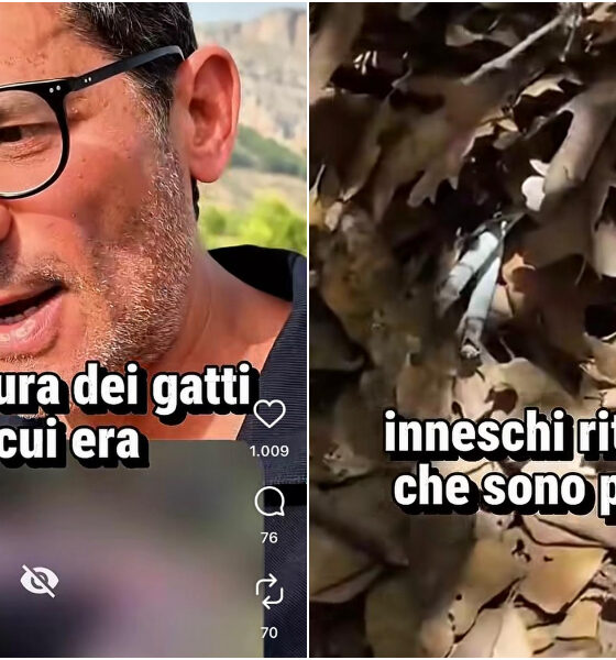 Incendi in Calabria innescati da menti 'criminali' con «gatti, liquido infiammabile e candele» - VIDEO 56 incendi-dolosi-calabria.jpg