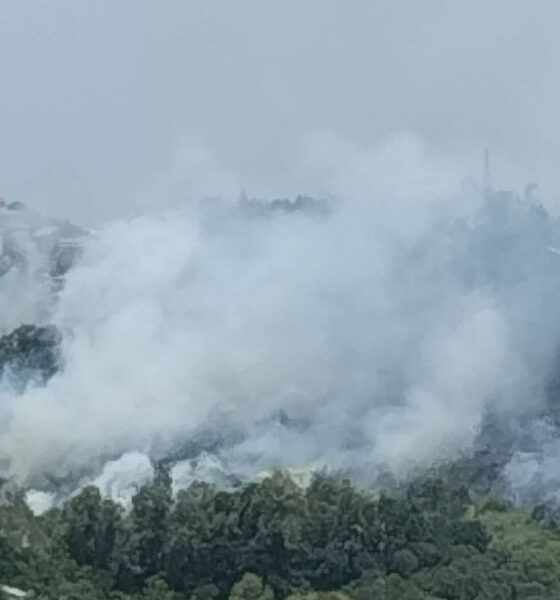 incendio-rende-nogiano-vegetazione